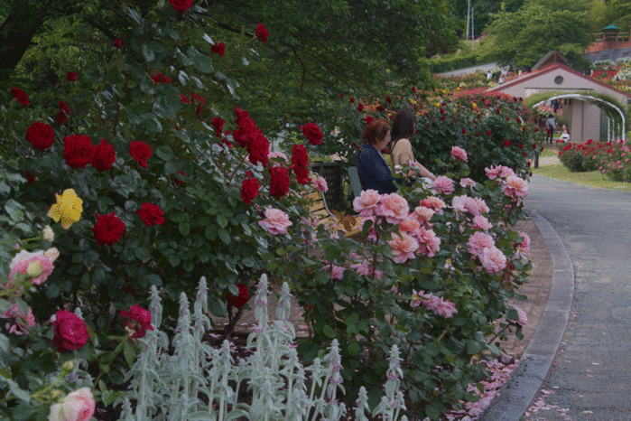 IMG_9840 (700x466, 305Kb)