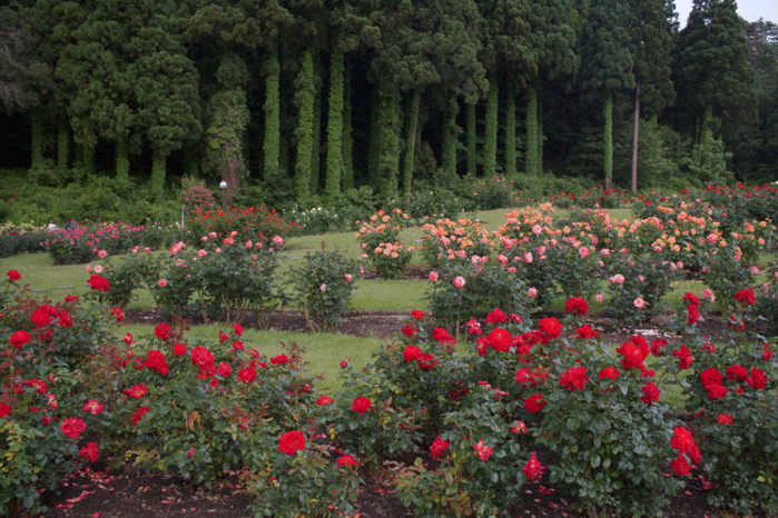 IMG_9847 (700x466, 310Kb)