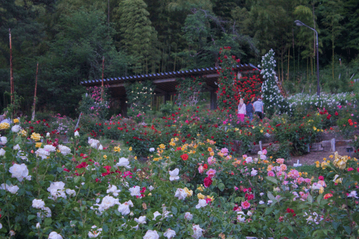 IMG_9854 (700x466, 310Kb)