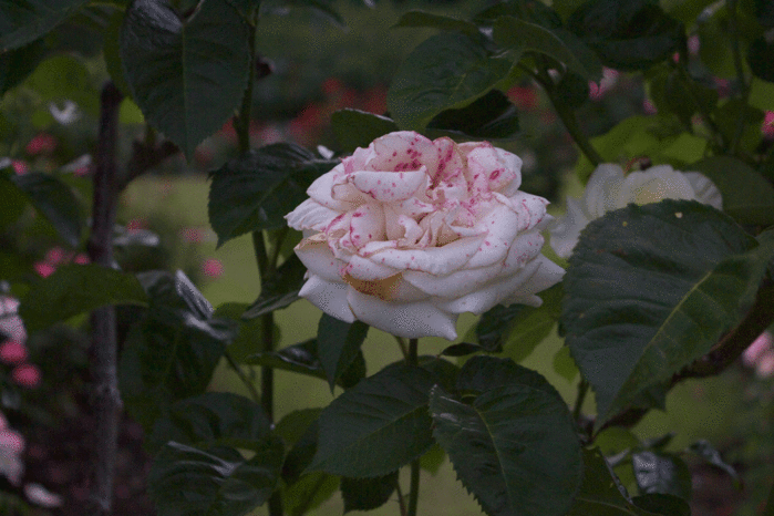 IMG_9918 (700x466, 248Kb)