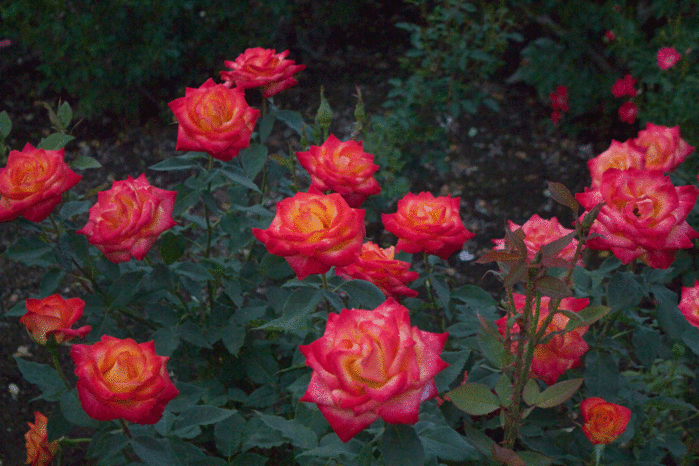 IMG_9929 (700x466, 284Kb)