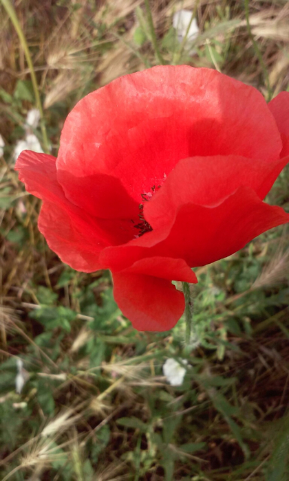 изображение_viber_2019-06-12_08-04-34 (420x700, 306Kb)