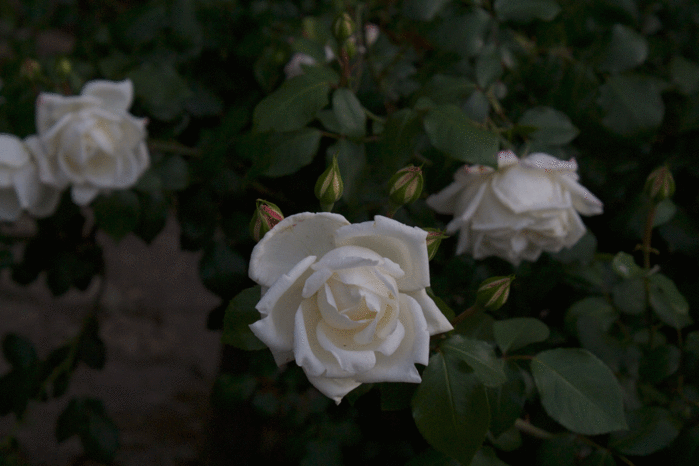 IMG_9884 (700x466, 209Kb)