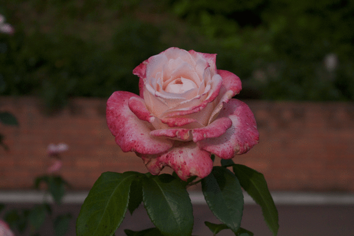 IMG_9904 (700x466, 189Kb)