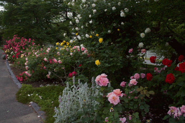 IMG_9924 (700x466, 301Kb)