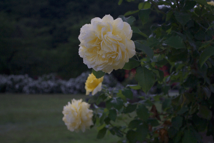 IMG_9932 (700x466, 228Kb)