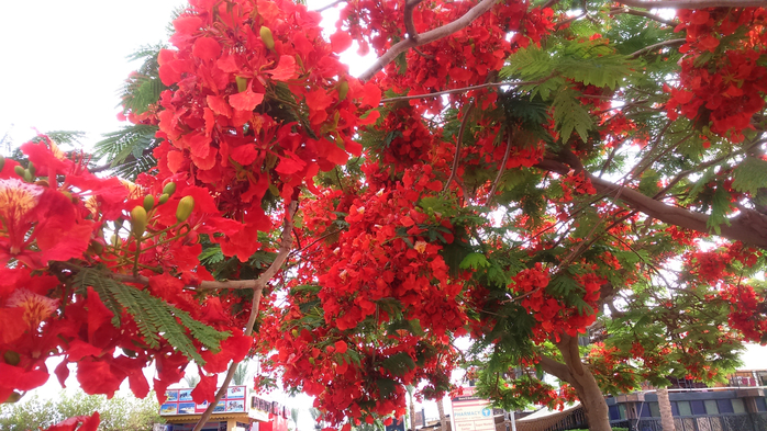 DSC_0004_1 (700x393, 463Kb)