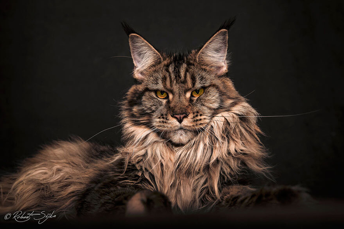 maine-coon25 (700x466, 242Kb)