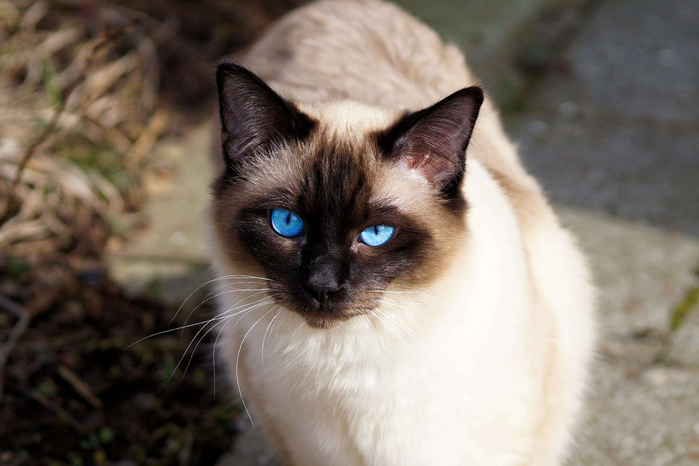 3067000-breed-cat_cat_cat-portrait_cats-eyes_fur_kitten_siam_siamese_siamese-cat (700x466, 292Kb)