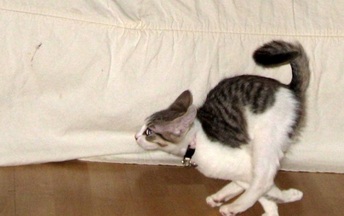 funny-cat-running-26-cool-hd-wallpaper (700x440, 56Kb)