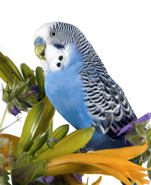 3726595_pic_budgie_rev (300x366, 45Kb)