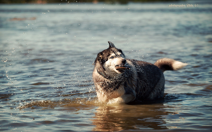 IMG_8875_edit (700x436, 367Kb)