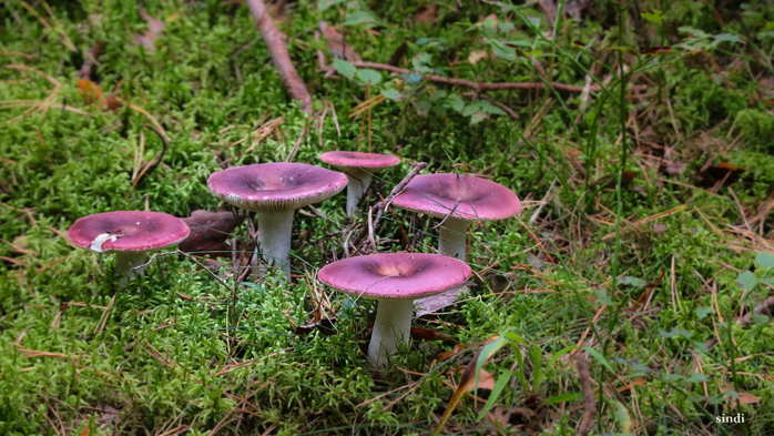 IMG_6916 (700x393, 434Kb)