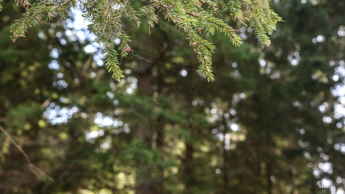 IMG_6907 (700x393, 328Kb)