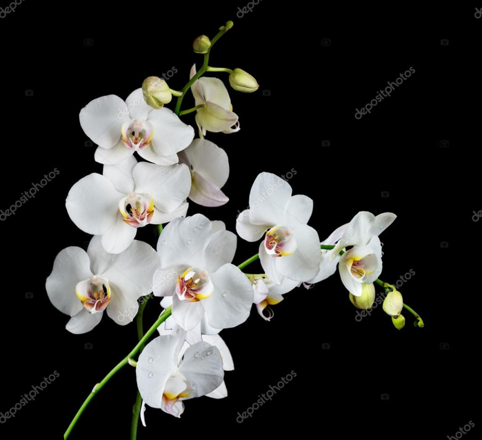 depositphotos_100431128-stock-photo-white-orchid-on-a-black (700x638, 172Kb)