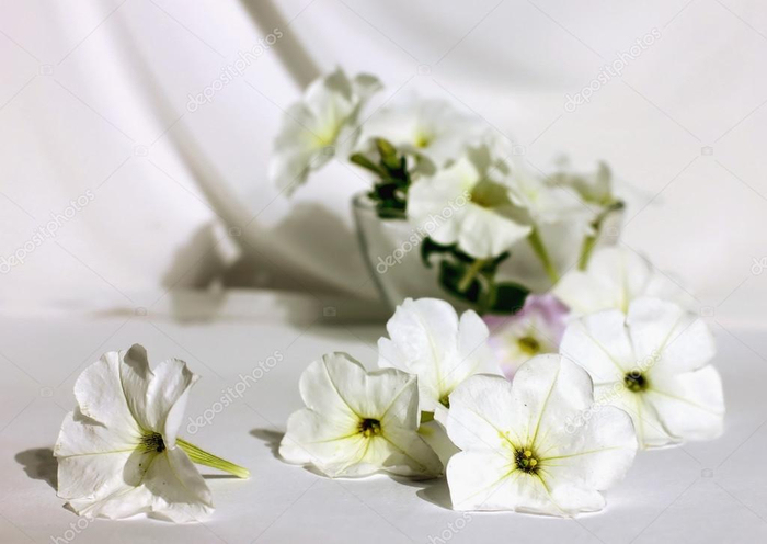 depositphotos_100751440-stock-photo-still-life-with-white-petunias (700x496, 193Kb)