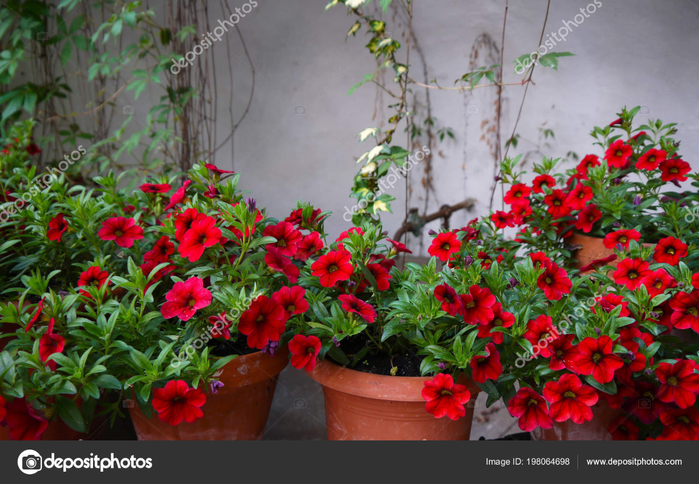 depositphotos_198064698-stock-photo-petunia-flower-stock-images-red (700x484, 463Kb)
