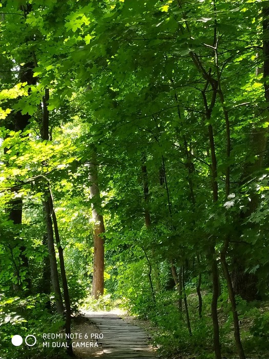 IMG_20190610_115218 (525x700, 181Kb)