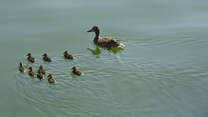 DSC06324 (700x394, 52Kb)