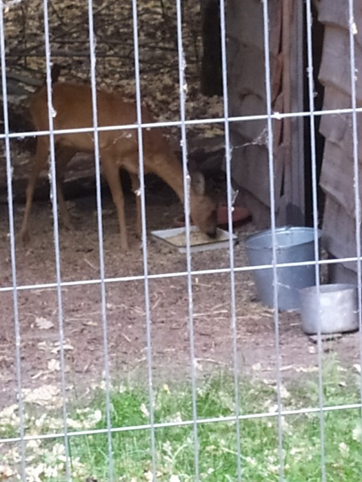 IMG_20190611_190247 (525x700, 97Kb)