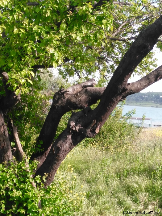 IMG_20180504_171604 (525x700, 455Kb)