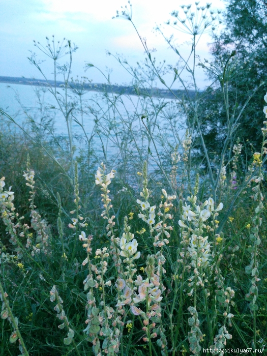 IMG_20190606_203820 (525x700, 394Kb)