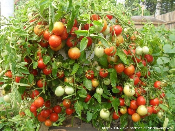 «Волшебный бальзам» для роста помидоров