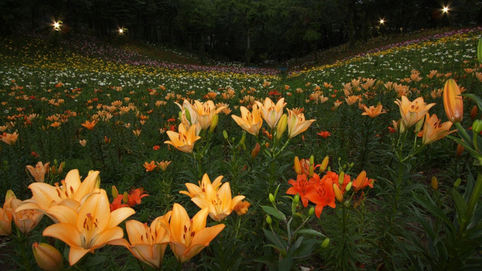 lilii_cvety_zelen_park_svet_58149_1920x1080 (700x393, 372Kb)