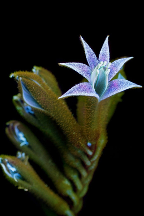 1 (466x700, 178Kb)