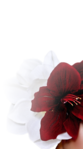  3339yro (389x700, 224Kb)