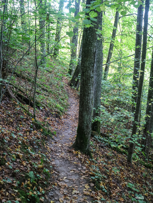 IMG_7082 (525x700, 694Kb)