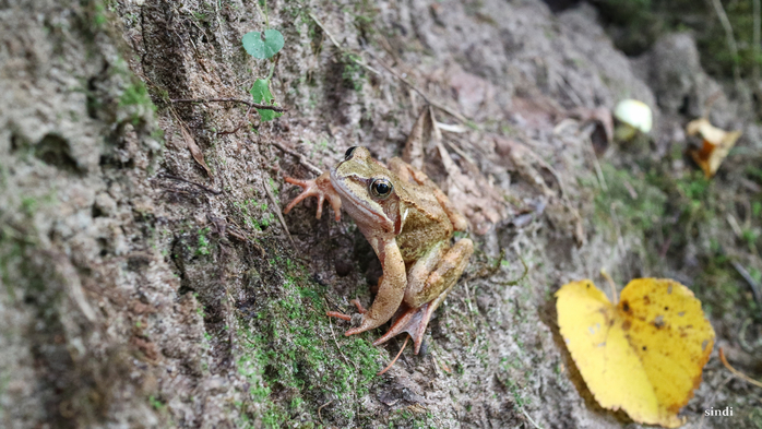 IMG_7089 (700x393, 375Kb)