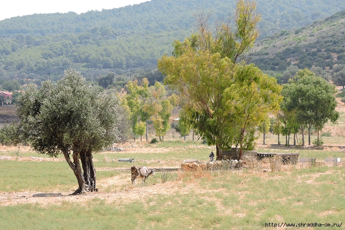 Patara, Turkey, , , Shraddhatravel (39) (700x466, 374Kb)