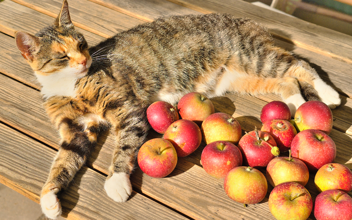 Cats_Apples_Wood_planks_553884_3840x2400 (700x437, 525Kb)