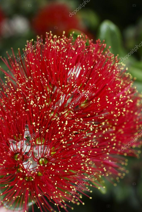 depositphotos_32181915-stock-photo-flowers-of-the-pohutukawa-tree (469x700, 410Kb)