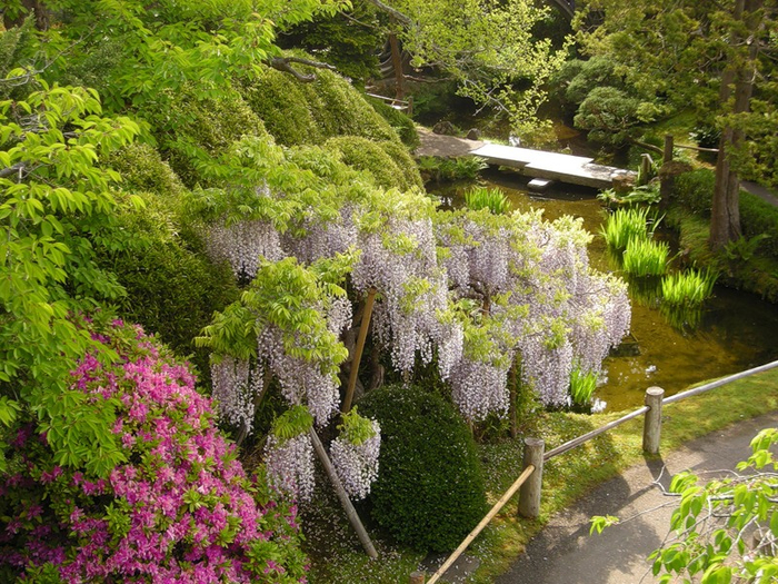 alt="  Japanese Tea Garden  -"