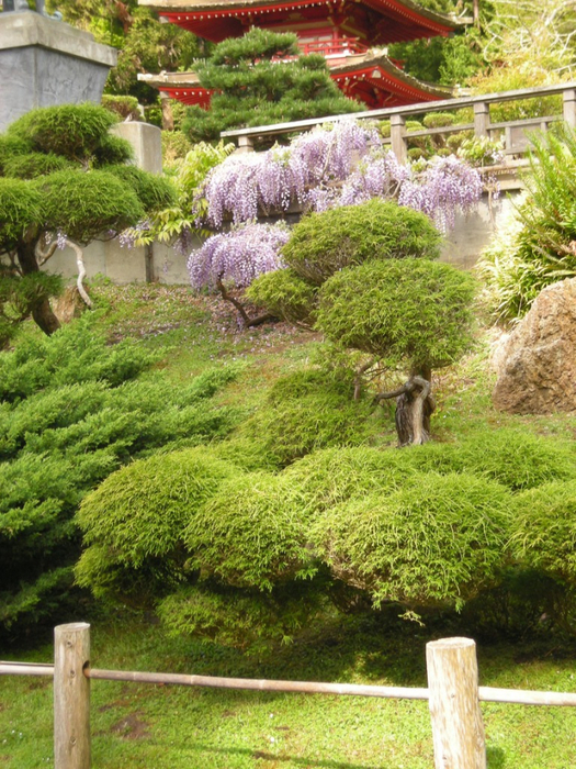 alt="  Japanese Tea Garden  -"