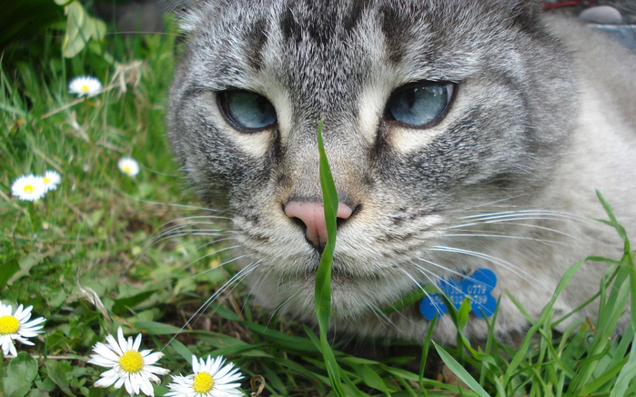 Animals___Cats_Grey_cat_looking_for_grass_050541_ (700x437, 414Kb)