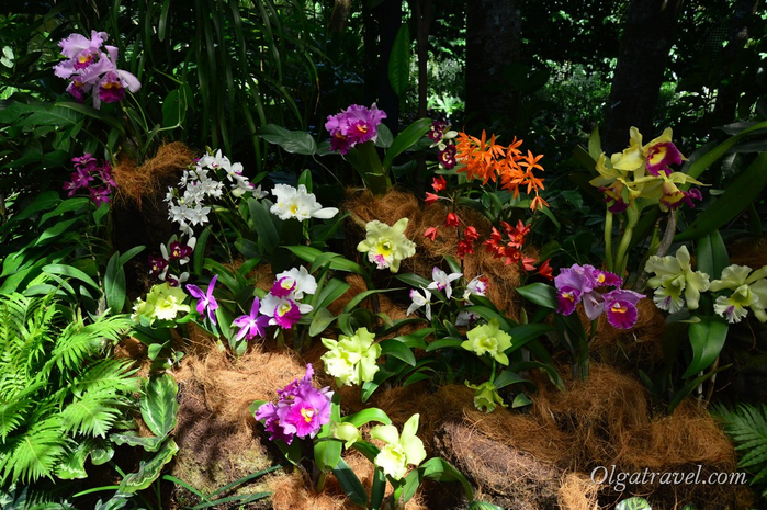 Singapore-National-Orchid-Garden-14 (700x465, 498Kb)
