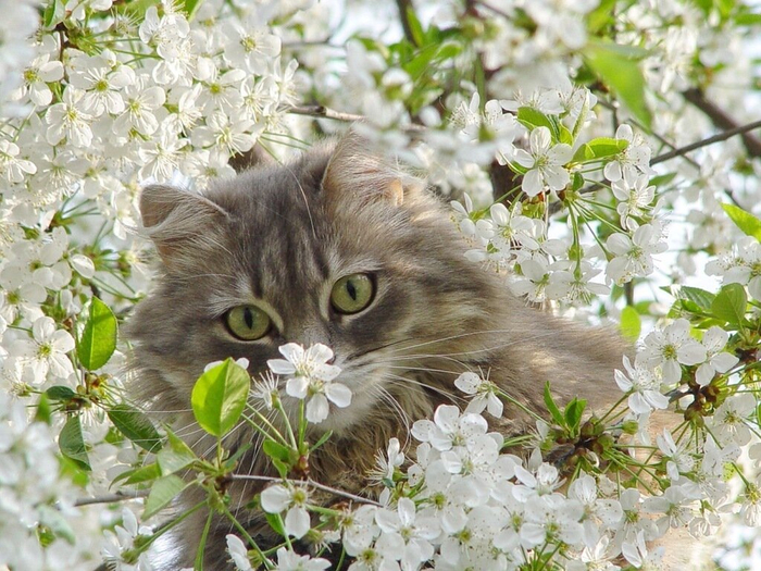 0_b97a4_4302aff7_XXL[1] (700x525, 464Kb)
