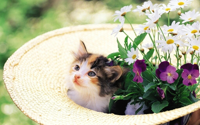 0_b9799_ee3865c8_XXL[1] (700x437, 352Kb)