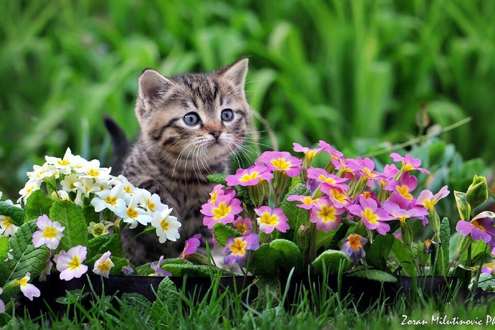 960x640_primula-kotenok-malyish-tsvetyi-by-zoran-milutinovic[1] (700x466, 418Kb)
