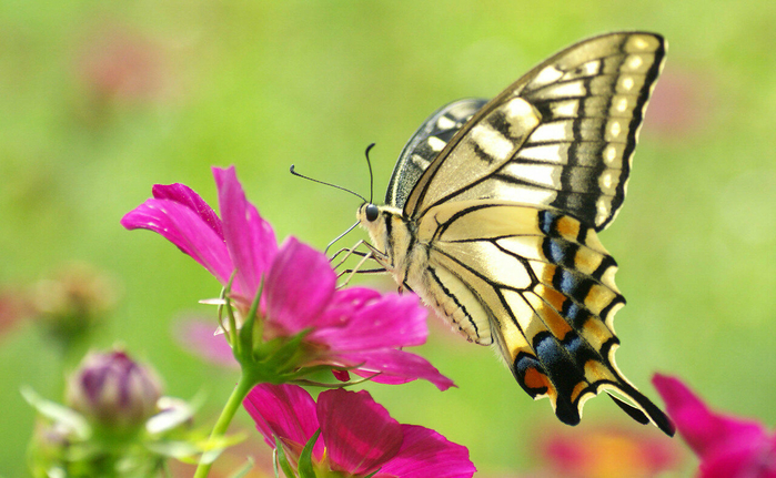 kula-butterfly1[1] (700x431, 386Kb)