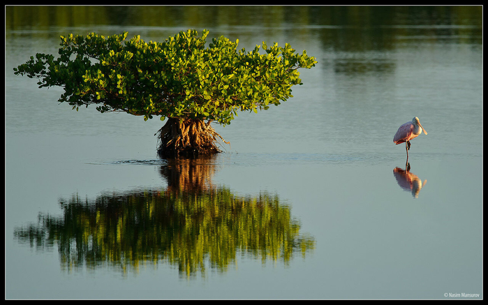 Roseate-Spoonbill[1] (700x437, 325Kb)