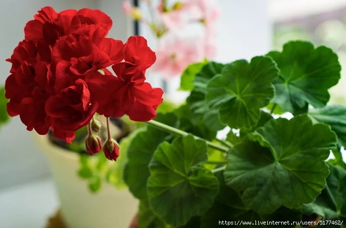 5177462_Image4308_26 (700x462, 190Kb)