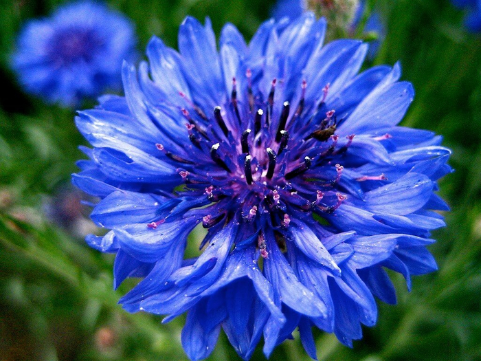 0_bb512_c80d5630_XXL[1] (700x525, 504Kb)