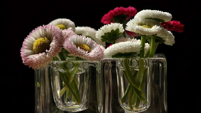 фотонатюрморт маргаритки и другие цветы 14 (700x394, 215Kb)