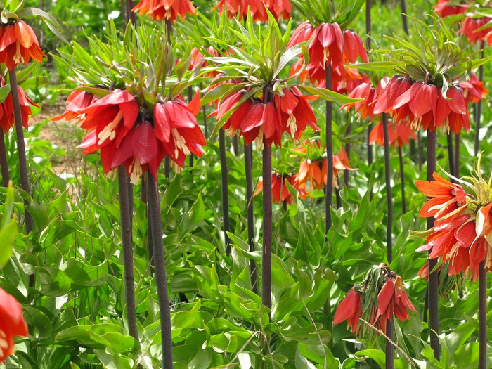 fritillariaimperialis[1]  kopija (700x525, 576Kb)