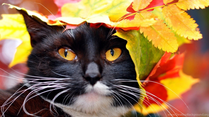 649034_autumn-cat-computer-wallpapers-desktop-backgrounds_1366x768_h (700x393, 319Kb)