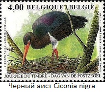   Ciconia-nigra (216x189, 31Kb)